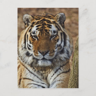 Bengaalse Tijger, Panthera tigris, Louisville Zoo, Briefkaart