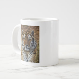 Bengaalse Tijger, Panthera tigris, Louisville Zoo, Grote Koffiekop
