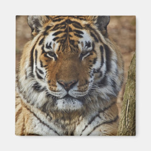 Bengaalse Tijger, Panthera tigris, Louisville Zoo, Magneet