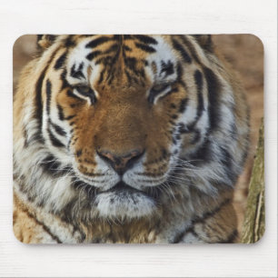 Bengaalse Tijger, Panthera tigris, Louisville Zoo, Muismat