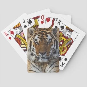 Bengaalse Tijger, Panthera tigris, Louisville Zoo, Speelkaarten