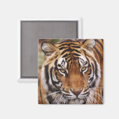Bengaalse Tijger, Panthera tigris Magneet (Voorkant / Achterkant)