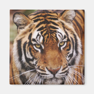 Bengaalse Tijger, Panthera tigris Magneet