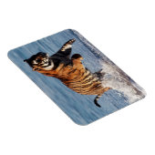 Bengaalse Tijger (Panthera Tigris) Magneet (Rechterzijde)