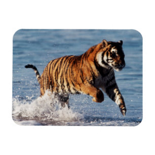 Bengaalse Tijger (Panthera Tigris) Magneet