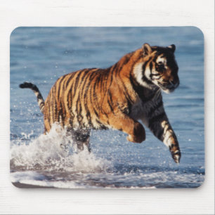 Bengaalse Tijger (Panthera Tigris) Muismat