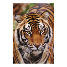 Bengaalse Tijger, Panthera tigris