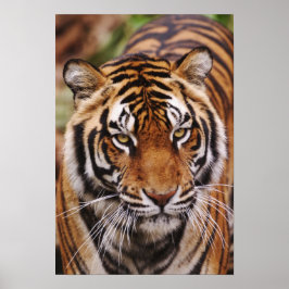 Bengaalse Tijger, Panthera tigris Poster
