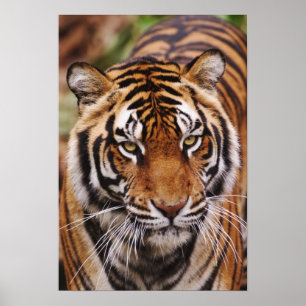 Bengaalse Tijger, Panthera tigris Poster