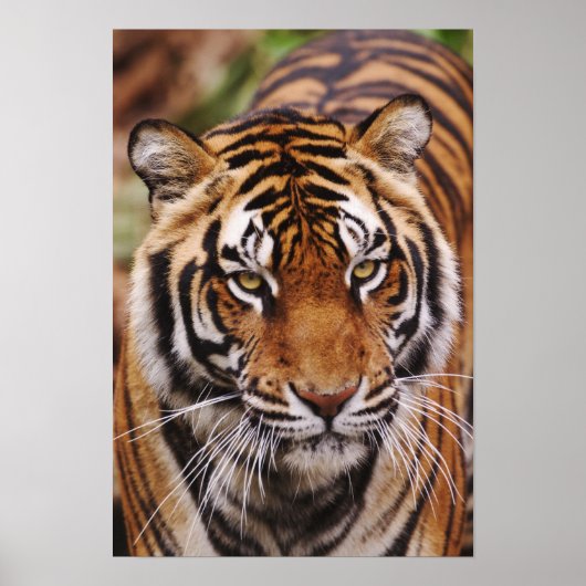 Bengaalse Tijger, Panthera tigris Poster (Voorkant)