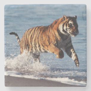 Bengaalse Tijger (Panthera Tigris) Stenen Onderzetter