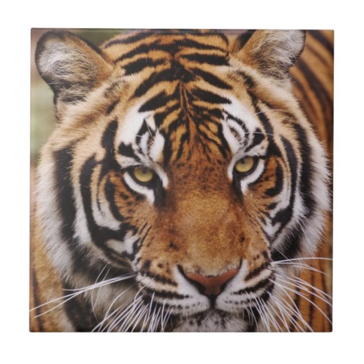 Bengaalse Tijger, Panthera tigris Tegeltje (Voorkant)