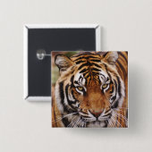 Bengaalse Tijger, Panthera tigris Vierkante Button 5,1 Cm (Voorkant /achterkant)