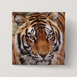 Bengaalse Tijger, Panthera tigris Vierkante Button 5,1 Cm
