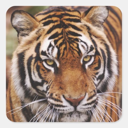 Bengaalse Tijger, Panthera tigris Vierkante Sticker (Voorkant)
