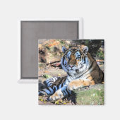 Bengaalse Tijger Rustend op Mosachtige Rots Magneet (Voorkant / Achterkant)