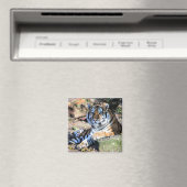 Bengaalse Tijger Rustend op Mosachtige Rots Magneet (Insitu (Vaatwasser))
