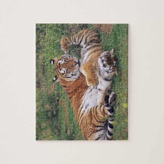 Bengaalse tijgers spelen legpuzzel (Verticaal)