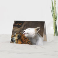 Bengaalse Witte Tijger Liefde Verjaardag Jubileum