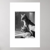 Bengal Cat Stalk Poster (Voorkant)