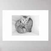 Bengal Cats Poster (Voorkant)