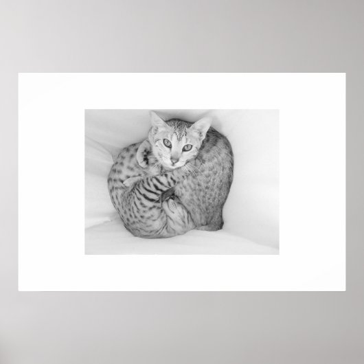 Bengal Cats Poster (Voorkant)