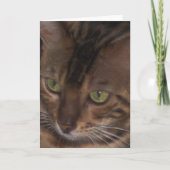 Bengal Kat - Wenskaart Kaart (Voorkant)