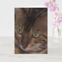Bengal Kat - Wenskaart