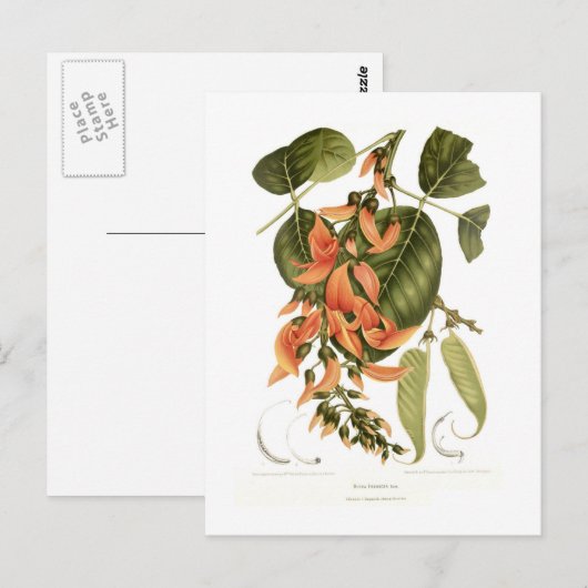 Bengal Kino Briefkaart (Voorkant / Achterkant)