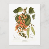 Bengal Kino Briefkaart (Voorkant)