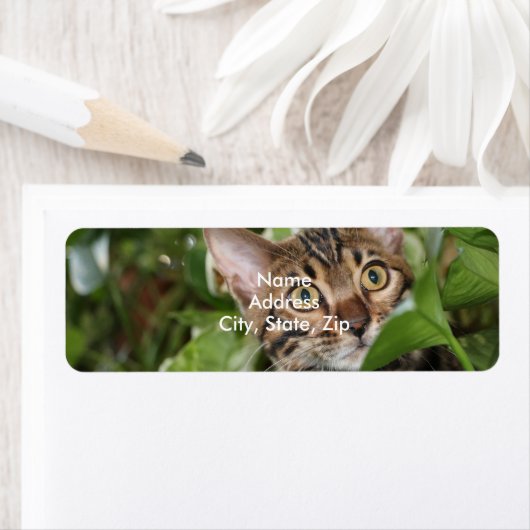 BENGAL KITTEN IN POTHOS ETIKET (Insitu)