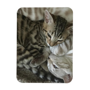 Bengal Kittens Magnet Magneet