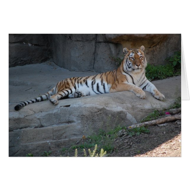 Bengal Tiger (Voorkant Horizontaal)
