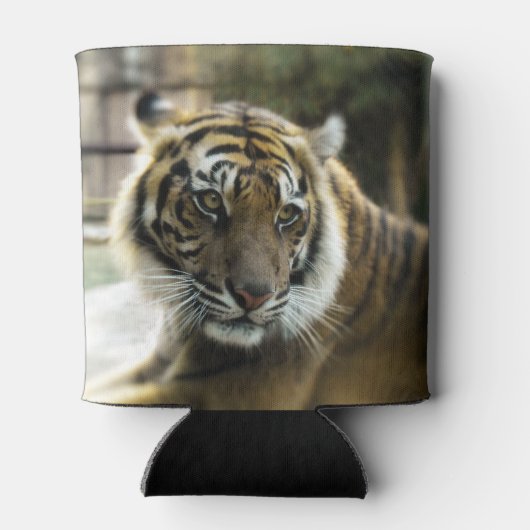 Bengal Tiger Blikjeskoeler (Achterkant)