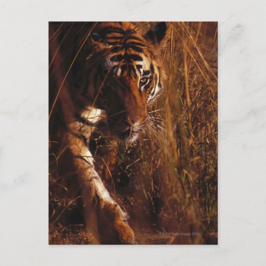 Bengal Tiger Briefkaart (Voorkant)