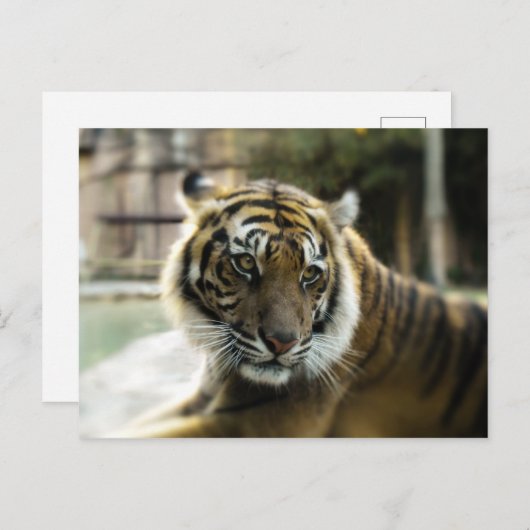 Bengal Tiger Briefkaart (Voorkant / Achterkant)
