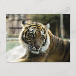 Bengal Tiger Briefkaart
