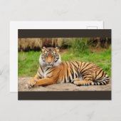 Bengal Tiger Briefkaart (Voorkant / Achterkant)
