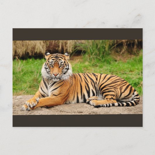 Bengal Tiger Briefkaart (Voorkant)