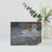 Bengal Tiger Briefkaart (Staand voorkant)