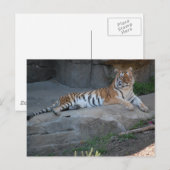 Bengal Tiger Briefkaart (Voorkant / Achterkant)