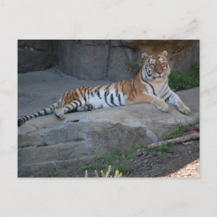 Bengal Tiger Briefkaart