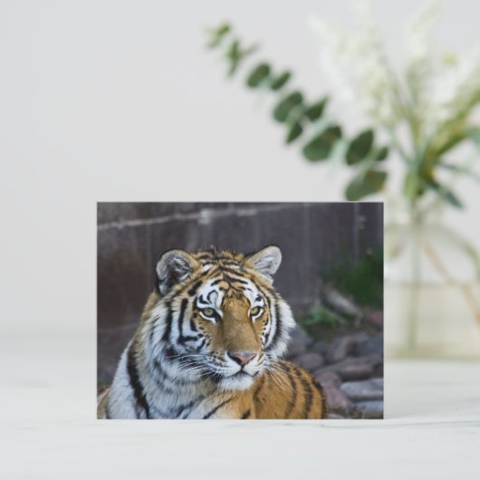 Bengal Tiger Briefkaart (Staand voorkant)