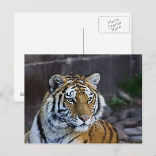 Bengal Tiger Briefkaart (Voorkant / Achterkant)