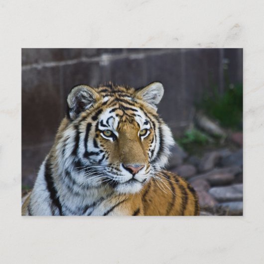 Bengal Tiger Briefkaart (Voorkant)