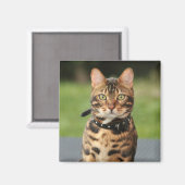 Bengal Tiger Cat Magneet (Voorkant / Achterkant)