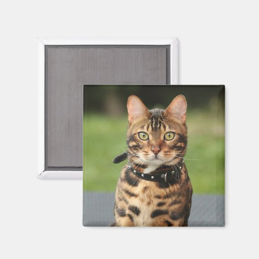 Bengal Tiger Cat Magneet (Voorkant / Achterkant)