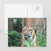 Bengal Tiger, India Briefkaart (Voorkant / Achterkant)