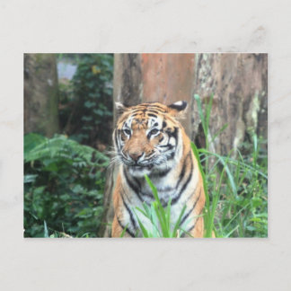 Bengal Tiger, India Briefkaart