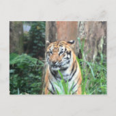 Bengal Tiger, India Briefkaart (Voorkant)